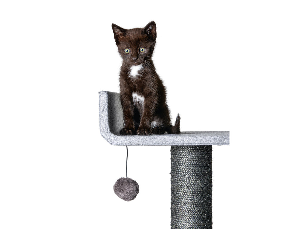 Arbre à chat, gris
