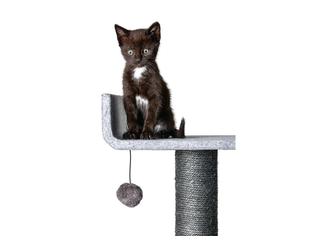 Arbre à chat, gris