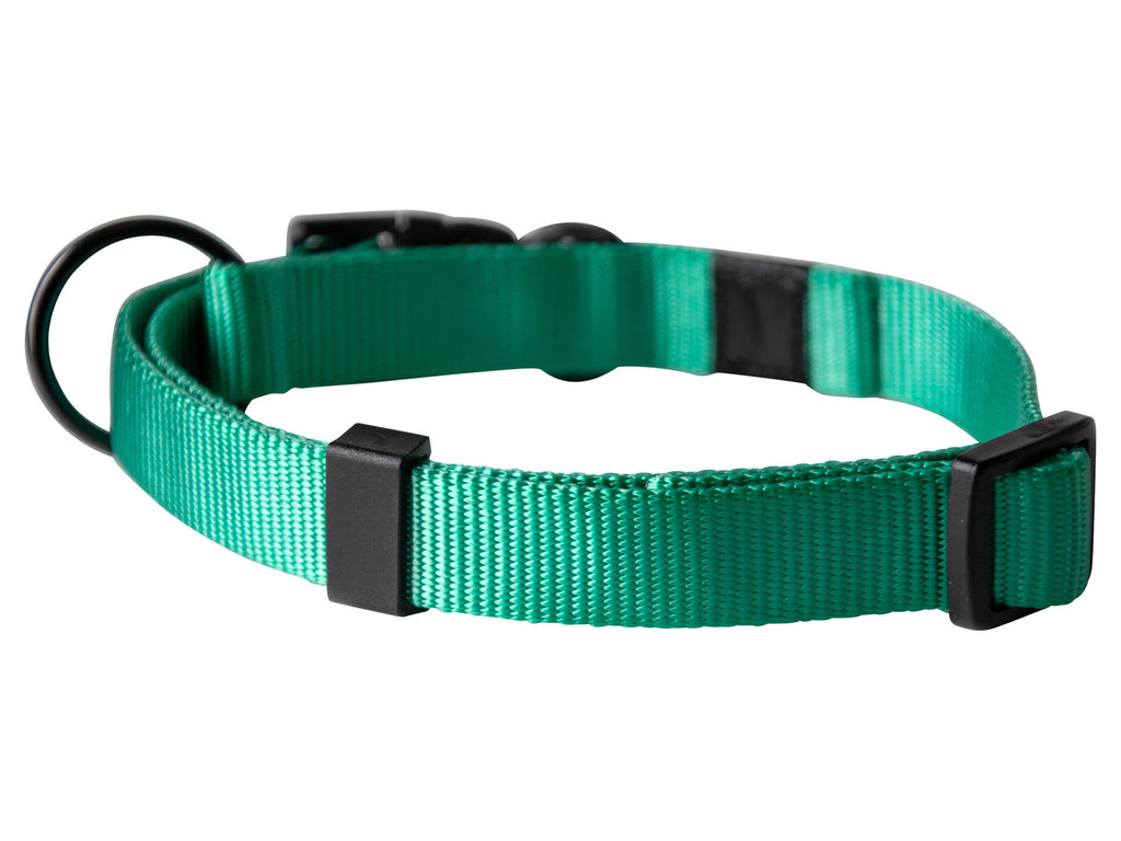 Collier avec laisse