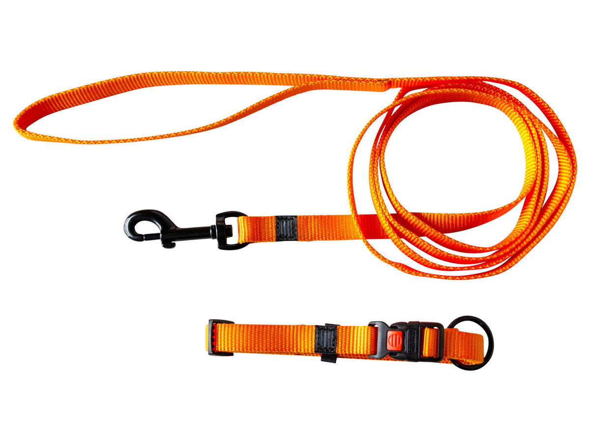 Collier avec laisse