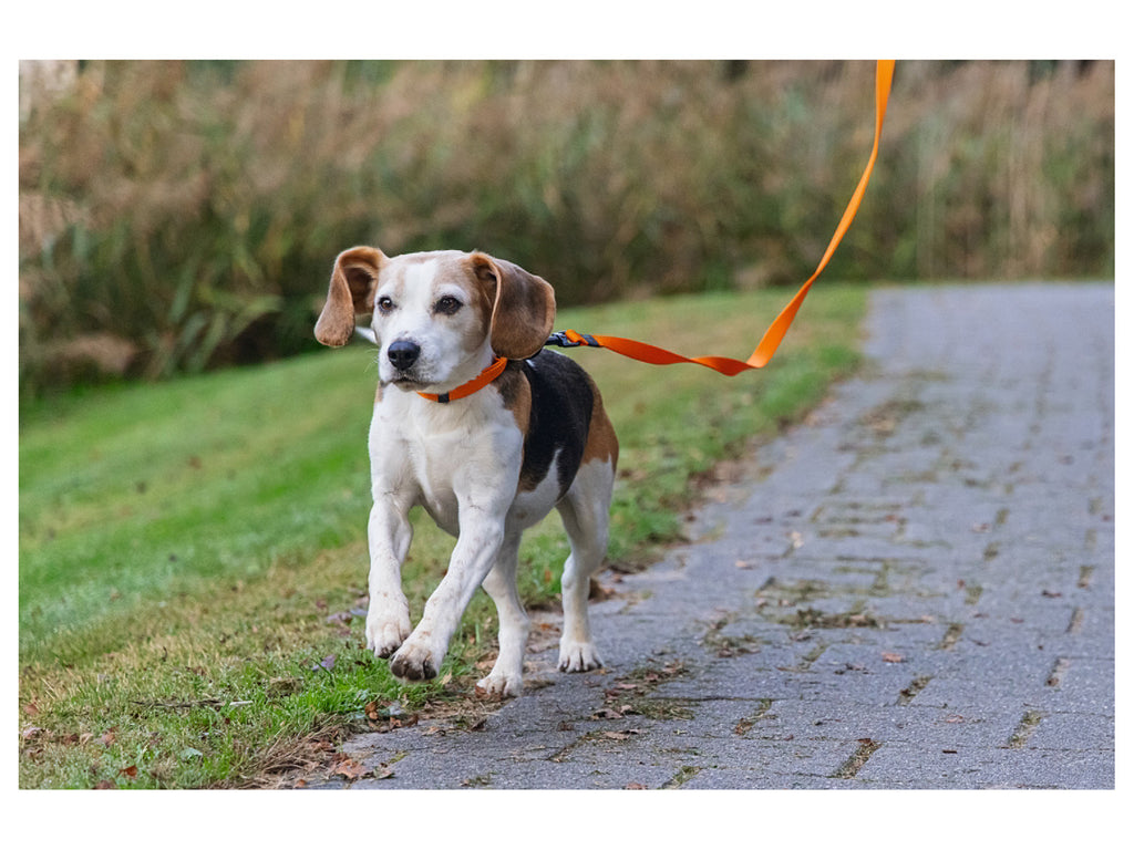 Collier avec laisse