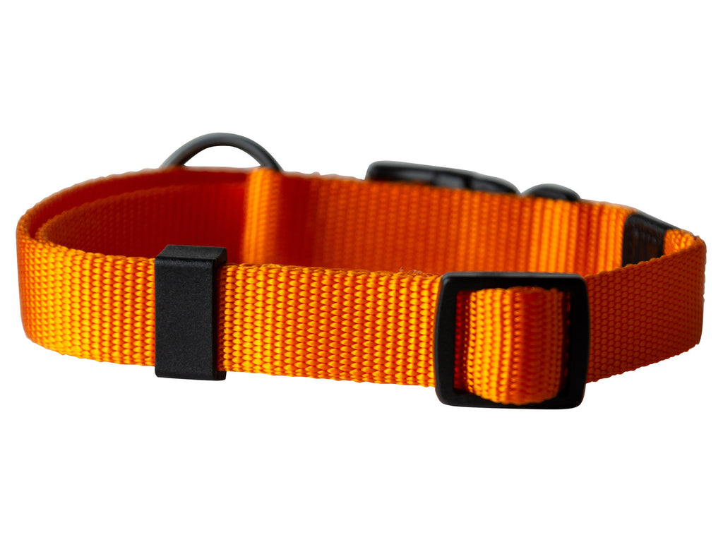 Collier avec laisse