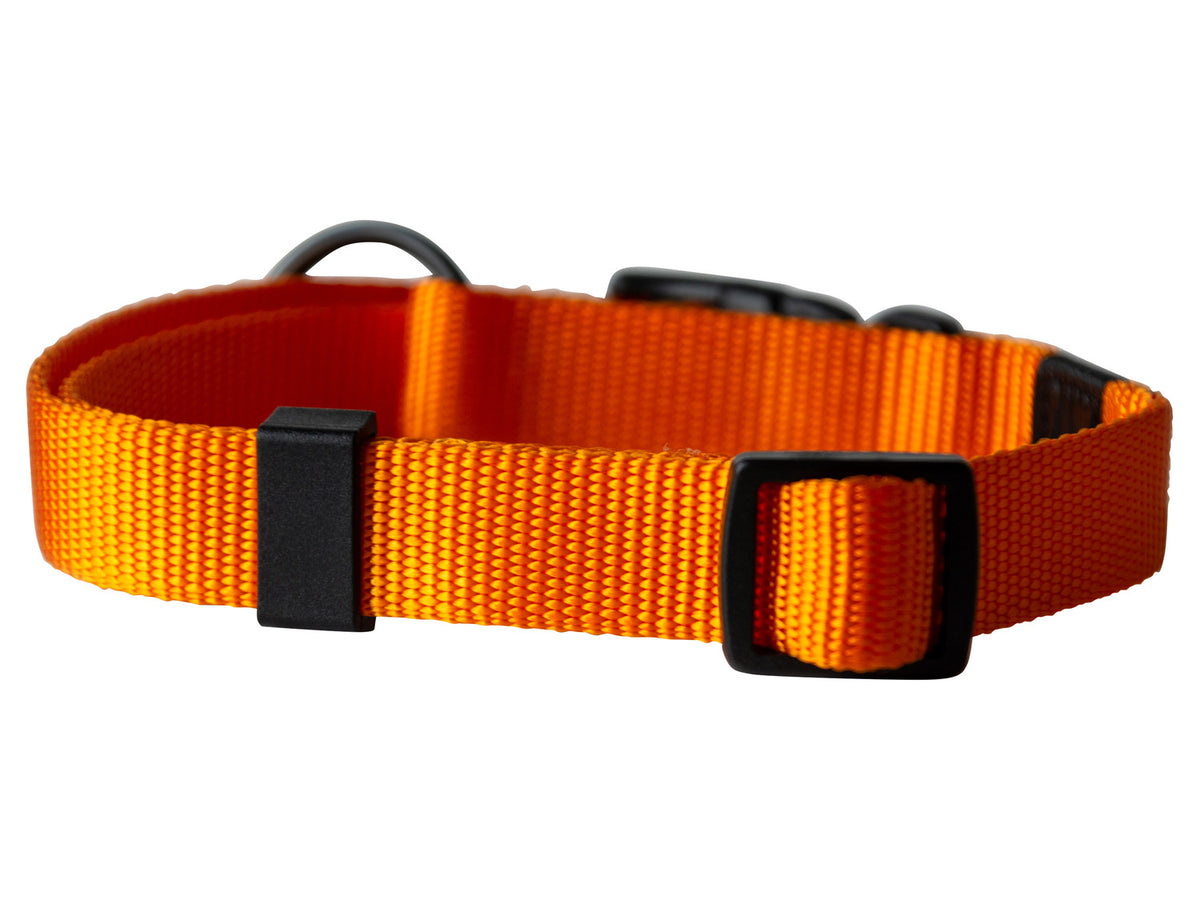 Collier avec laisse