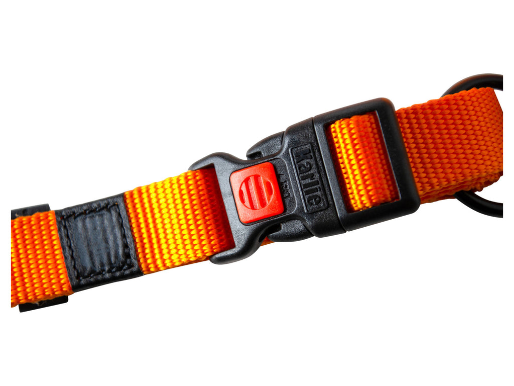 Collier avec laisse