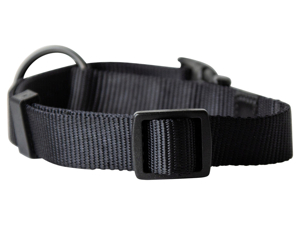 Collier avec laisse
