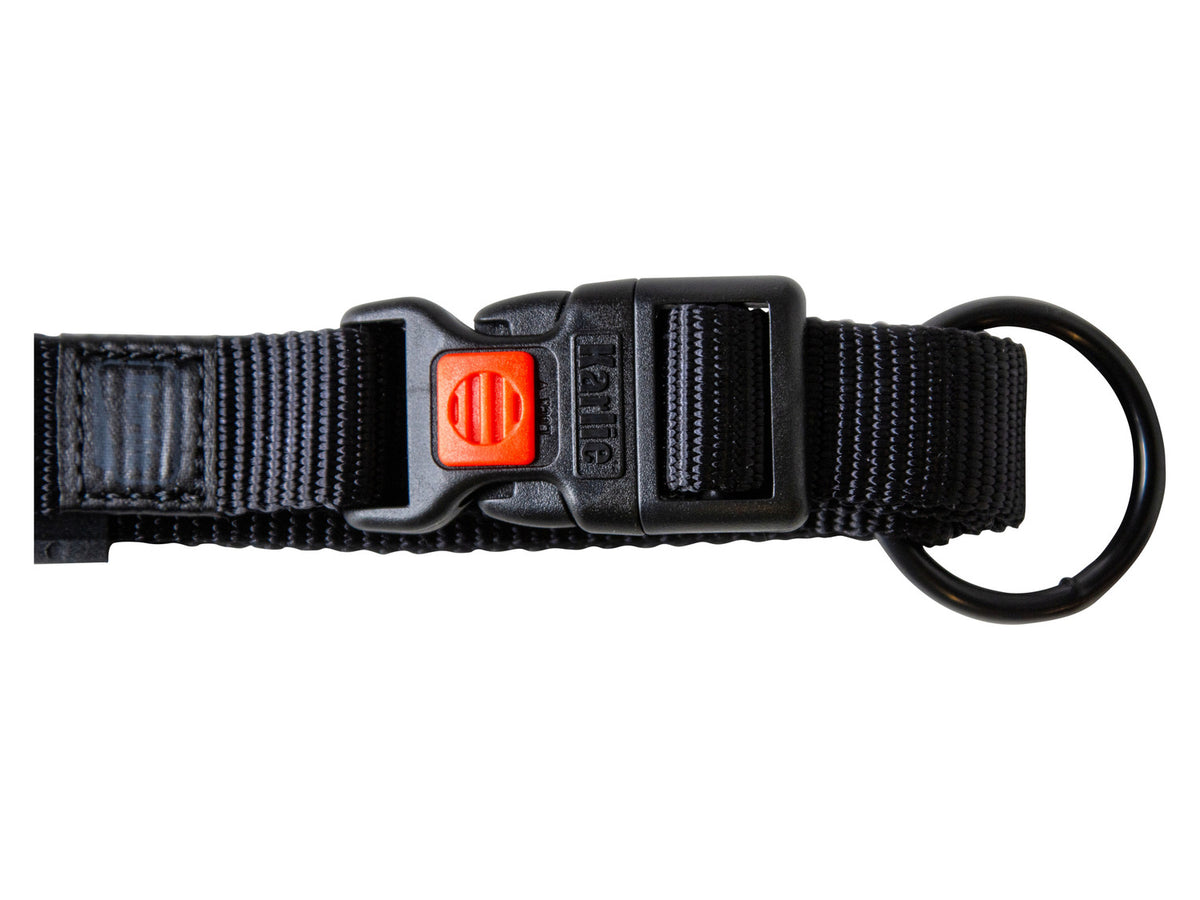 Collier et laisse pour chien