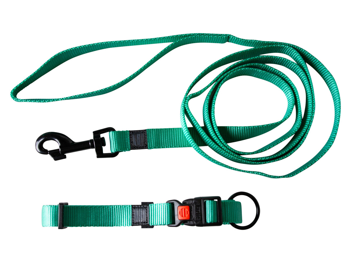 Collier et laisse pour chien