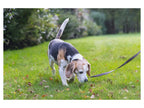 Collier et laisse pour chien
