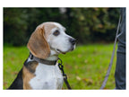 Collier et laisse pour chien