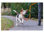 Collier et laisse pour chien