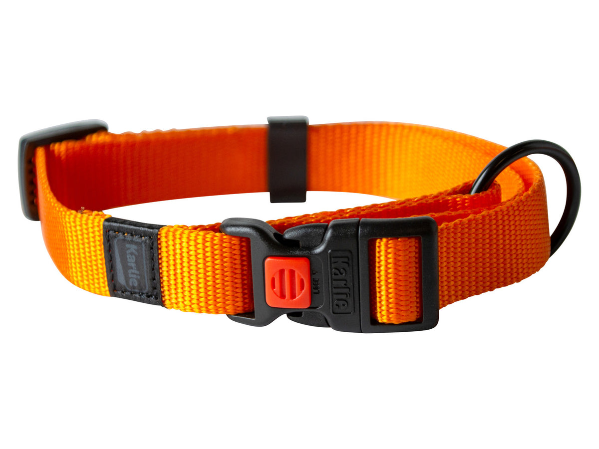 Collier et laisse pour chien
