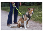 Harnais pour chien