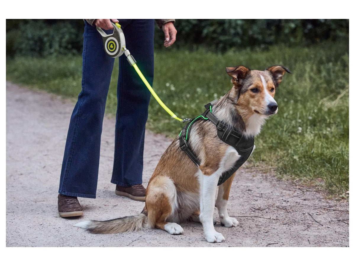 Harnais pour chien