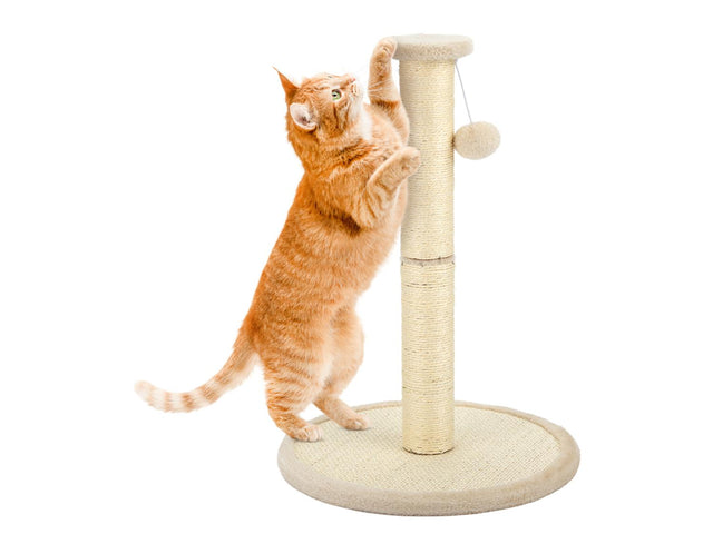 Arbre à chat